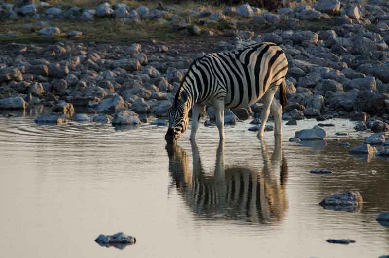 Cebra - parque nacional de Etosha - Namibia 6.jpg
